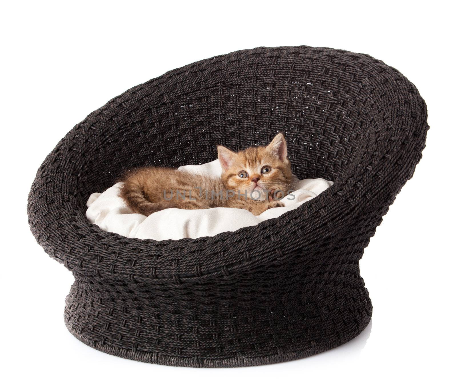 Cat sleeping in the basket