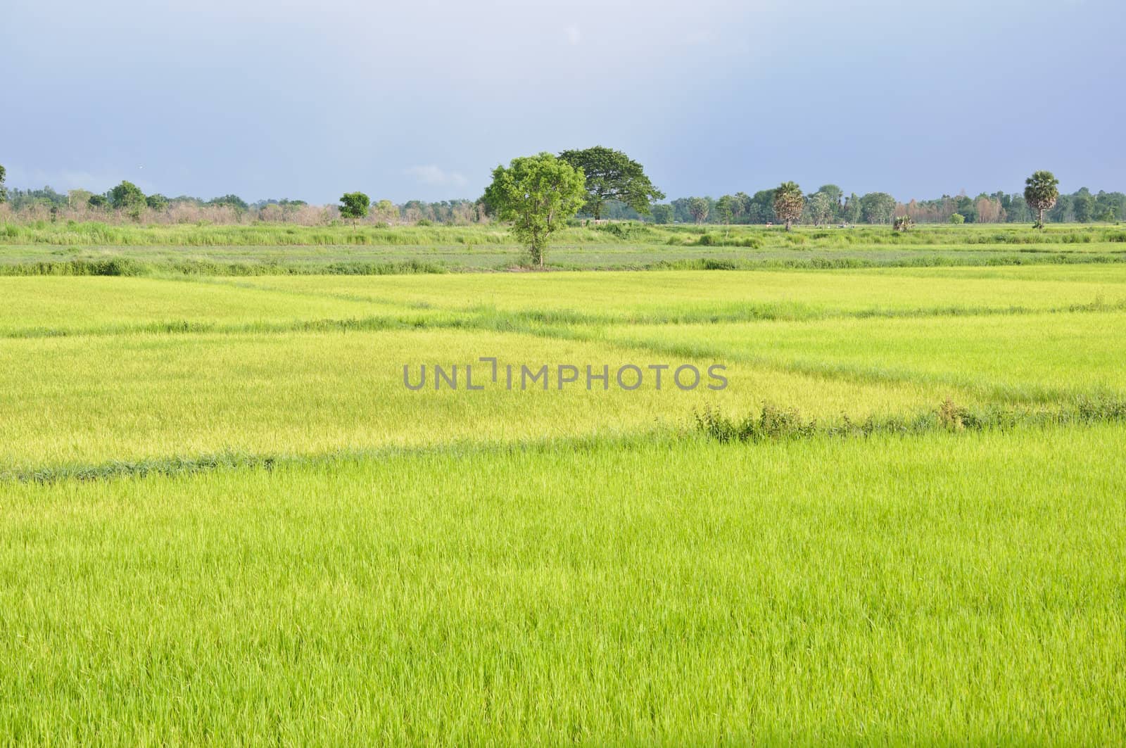 beautiful rice field with tree in Thailand