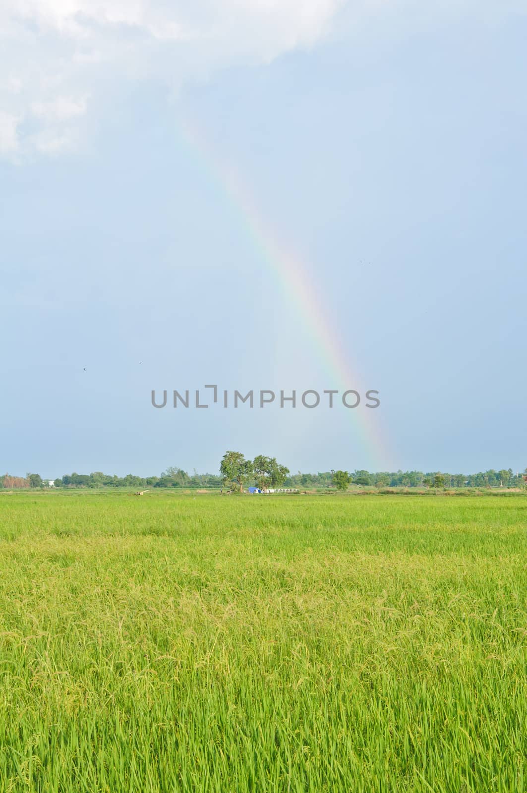 beautiful rainbow on the rice field, Thailand