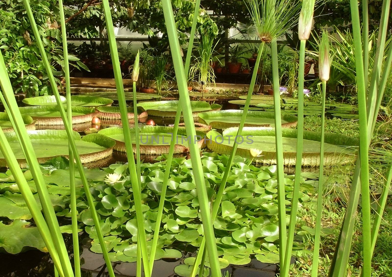 aquatic plants in a floral park