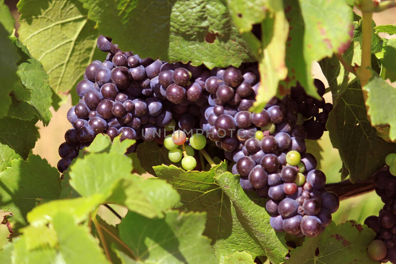 bunches of grapes on vines in a vineyard before harvest