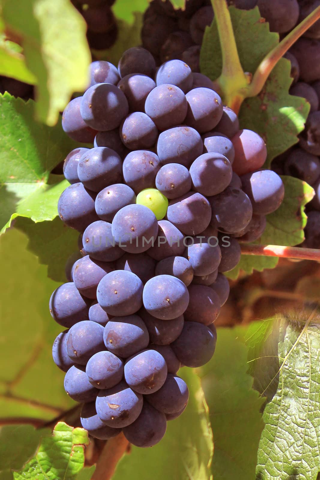 bunches of grapes on vines in a vineyard before harvest