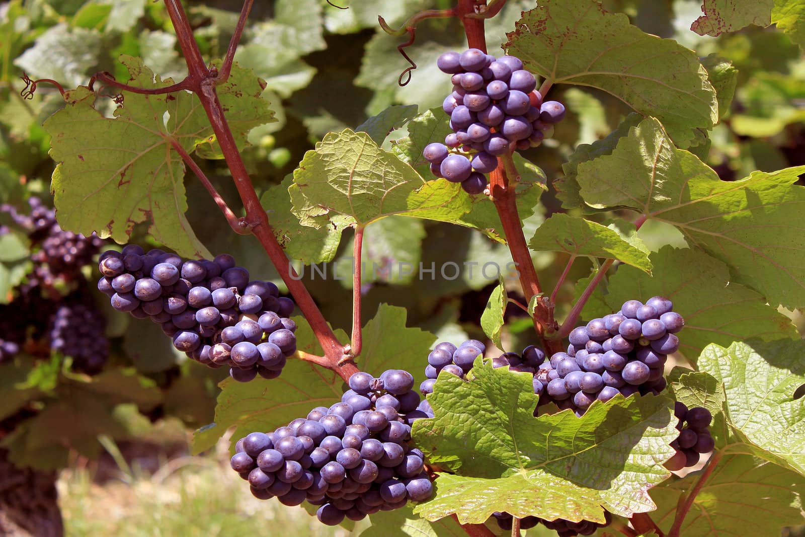 bunches of grapes on vines in a vineyard before harvest