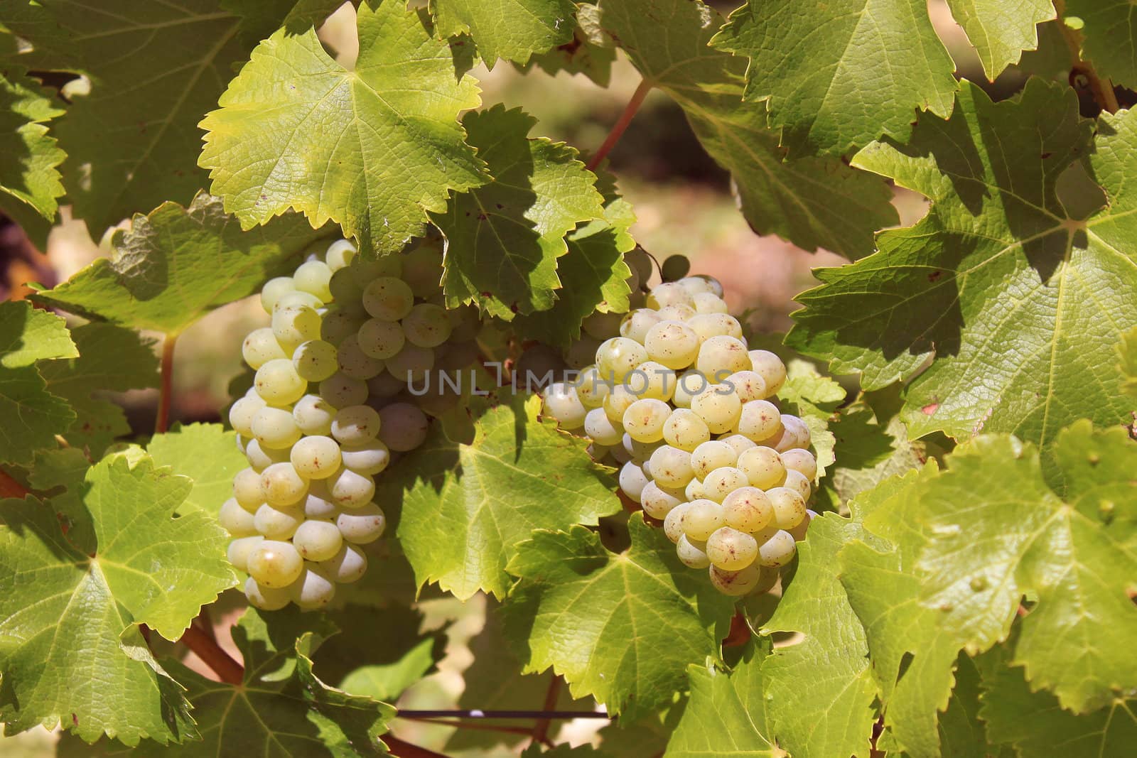 bunches of grapes on vines in a vineyard before harvest