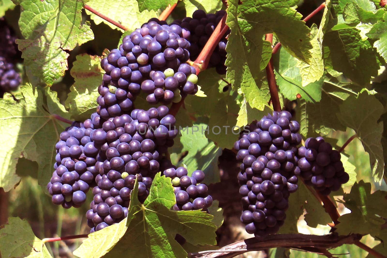 bunches of grapes on vines in a vineyard before harvest