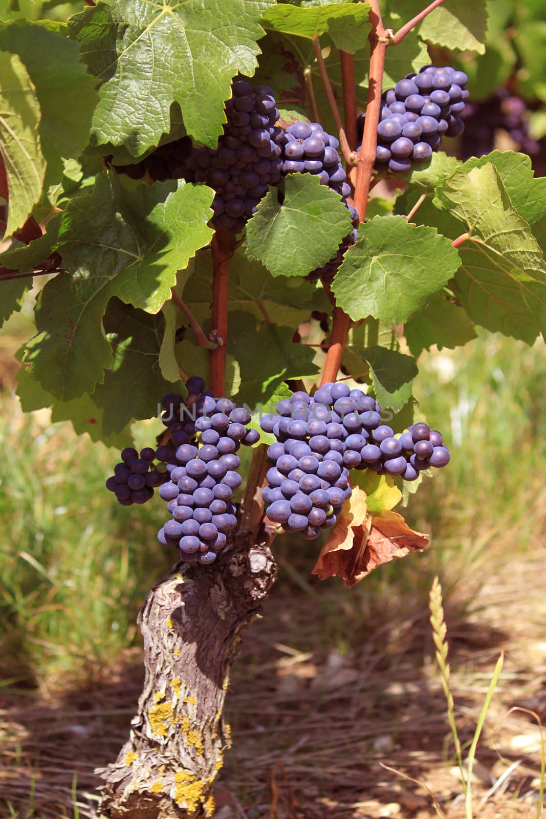 bunches of grapes on vines in a vineyard before harvest