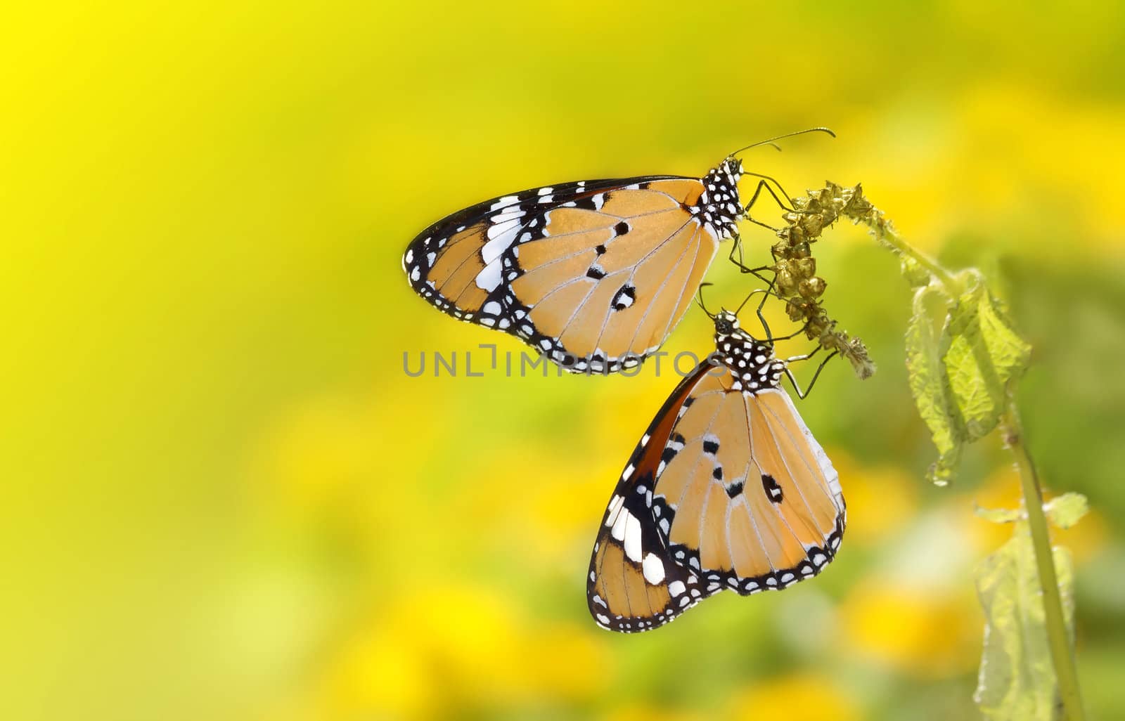 Butterfly yellow