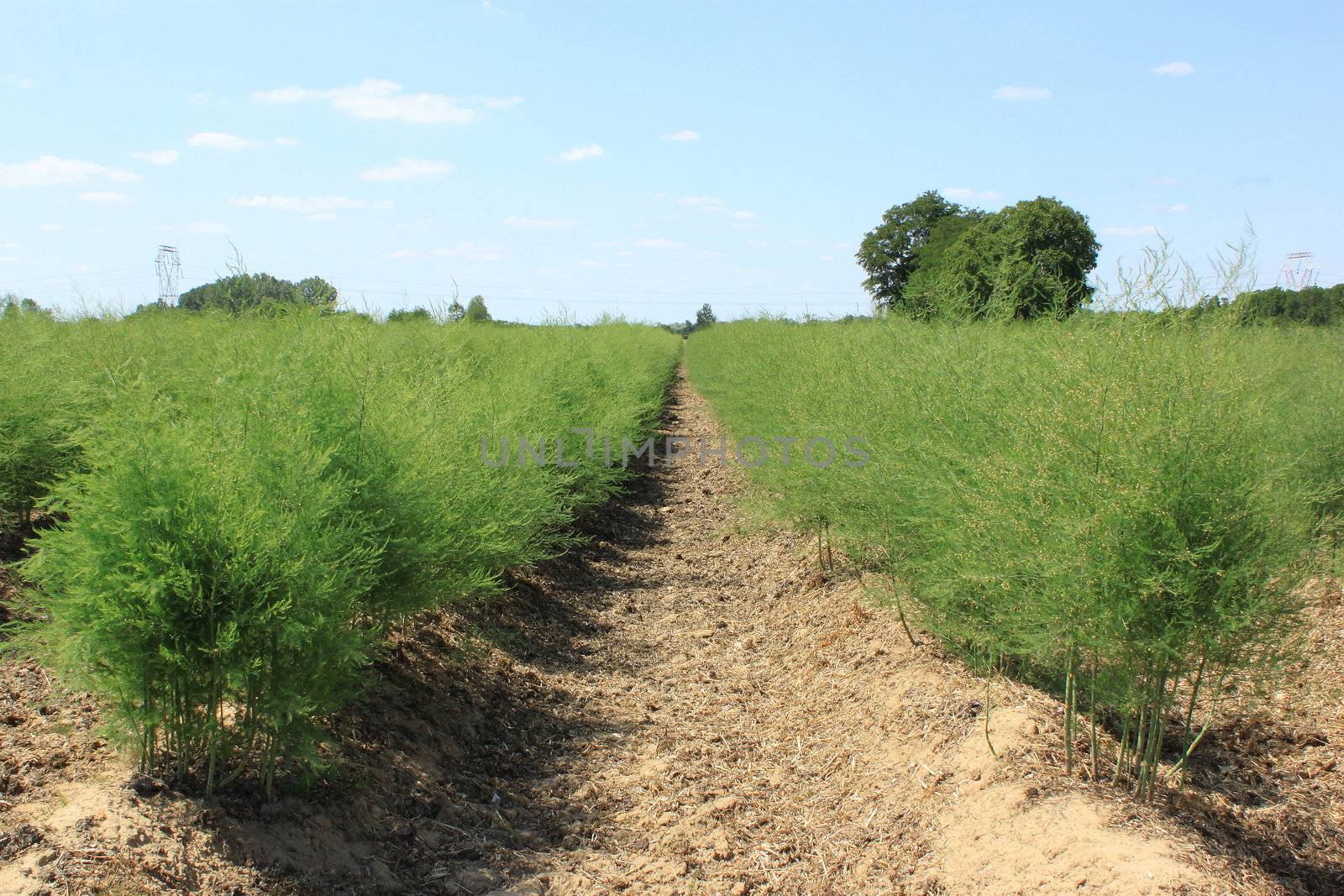 asparagus field by 26amandine