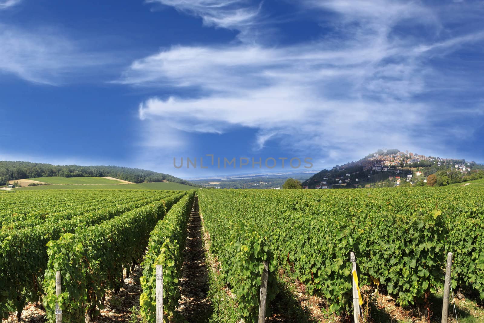 Grape harvest by 26amandine