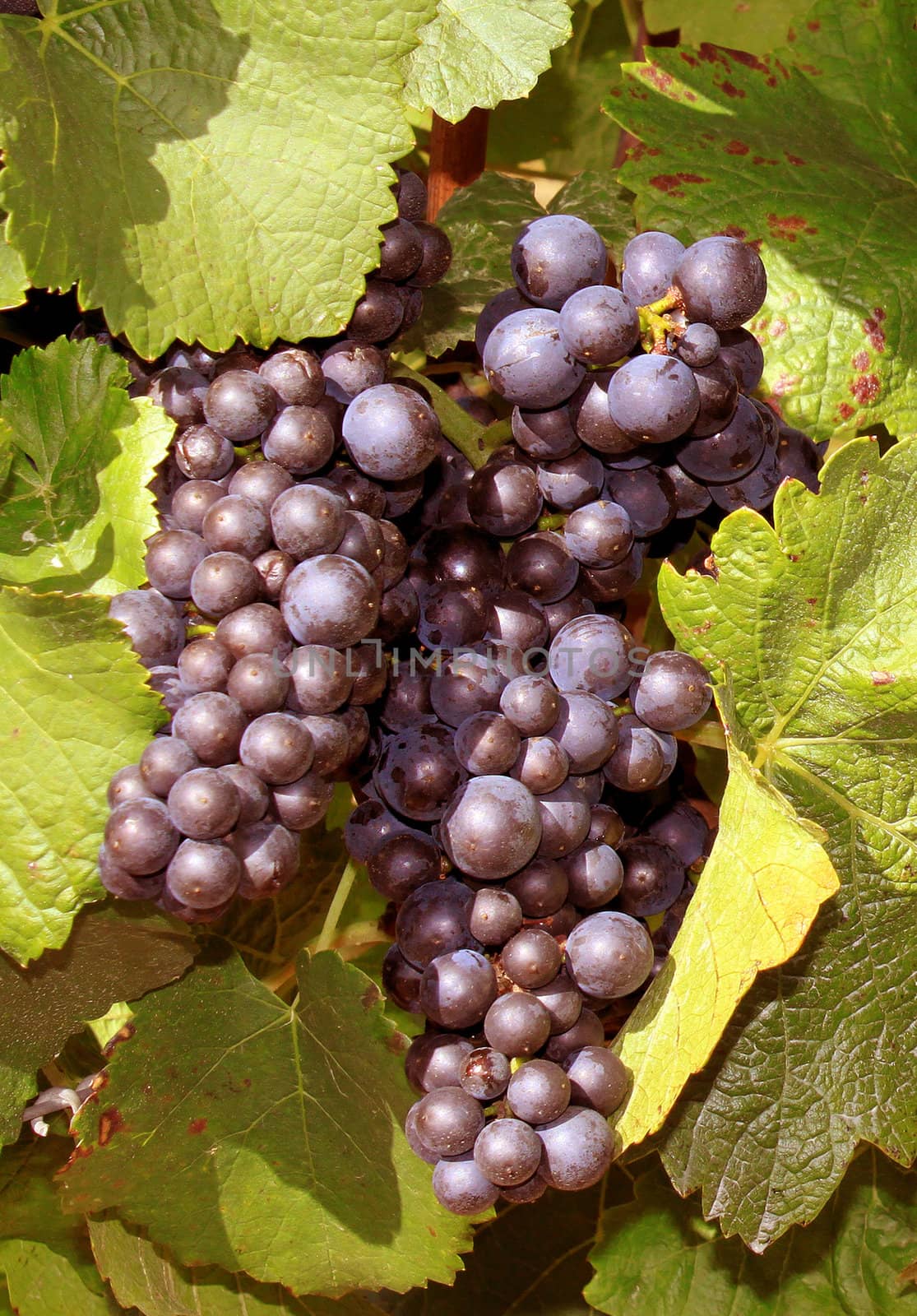 a bunch of grapes on a vine approximately plane