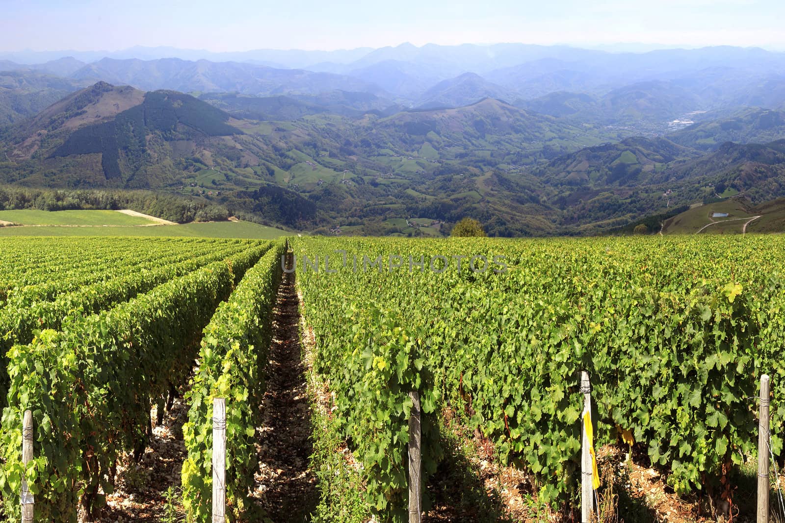 rows of vines in a vineyard with a horizon of mountains