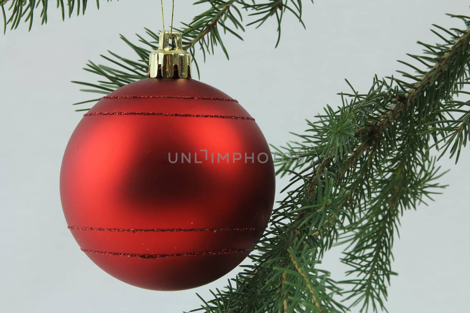 Red bulb hanging on Christmas tree branches, with white background
