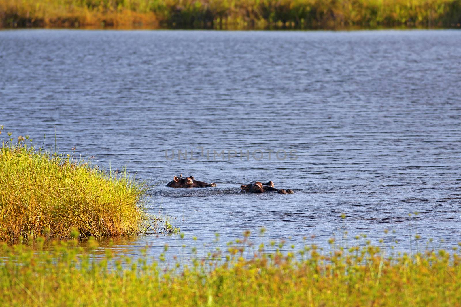 Wild Hippopotamus by kjorgen