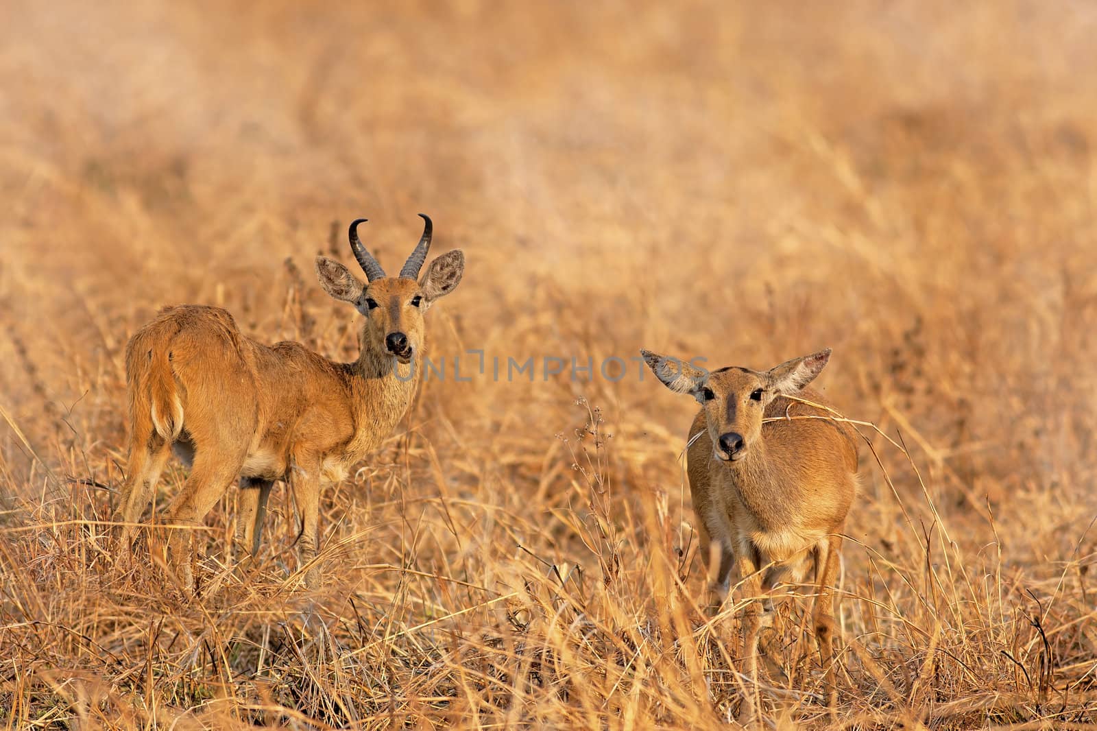 Wild Impala in the African savannah, Tanzania