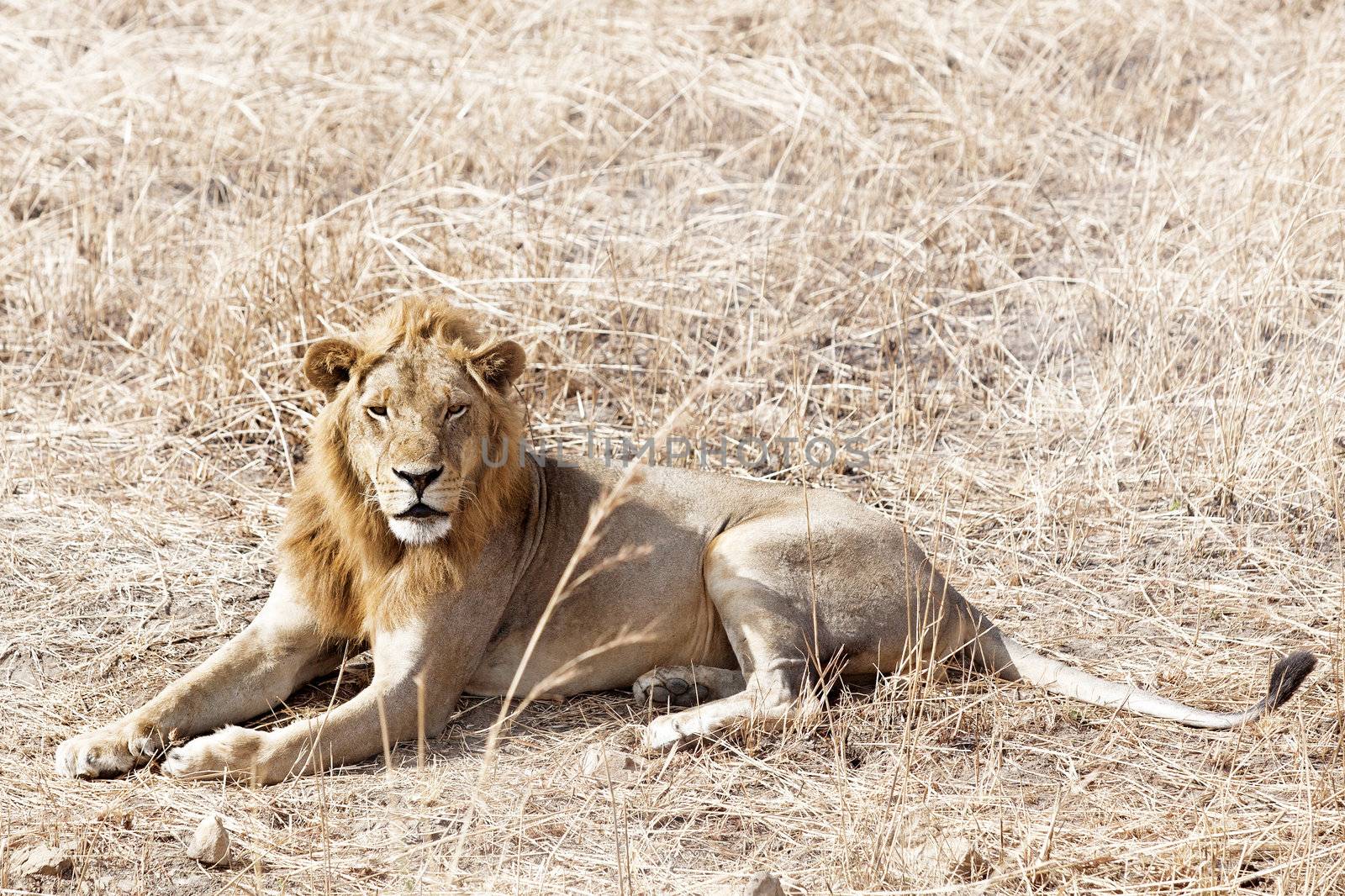 Wild lion in the African Savannah, Tanzania