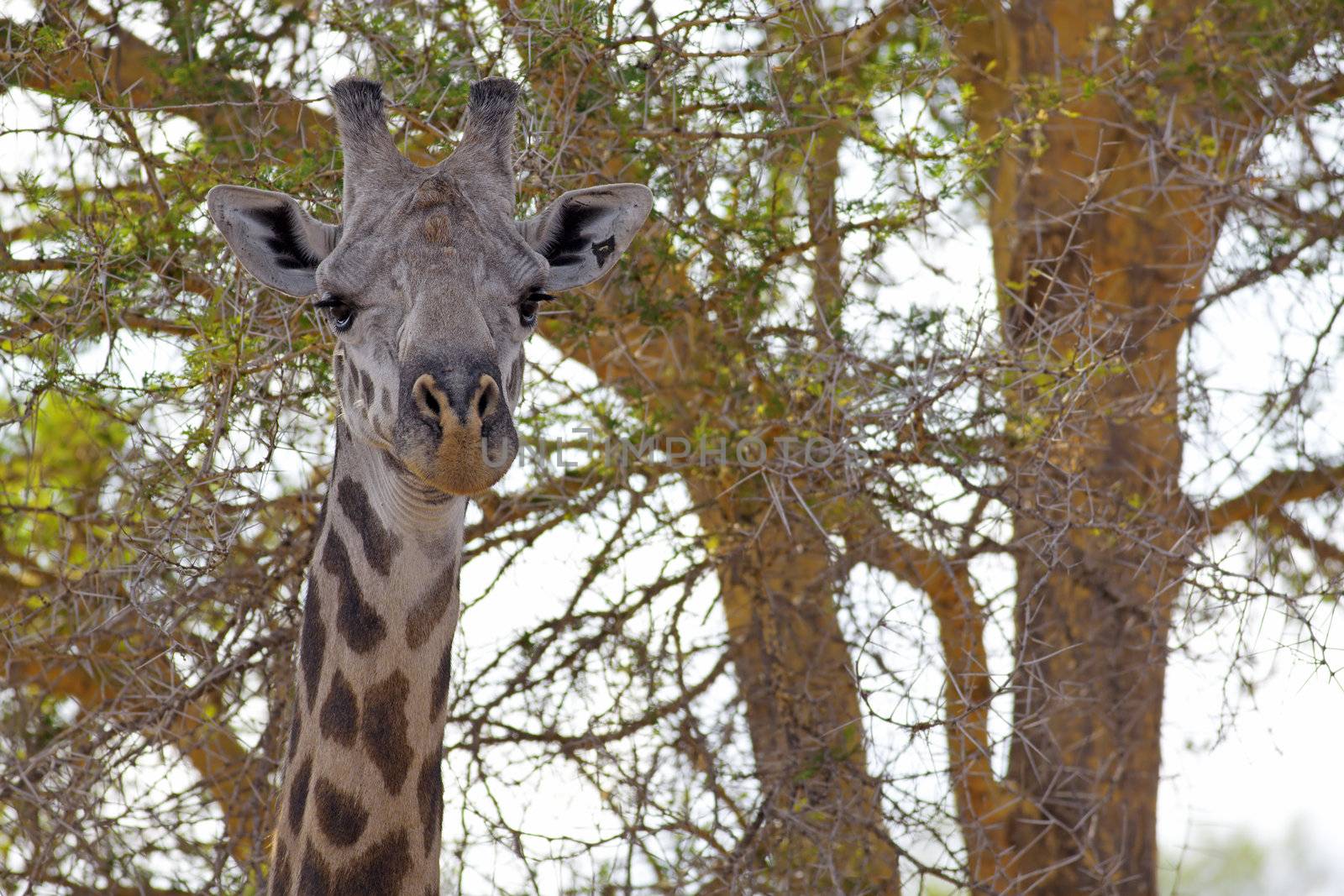 Wild Giraffe in the savannah in Mikumi, Tanzania