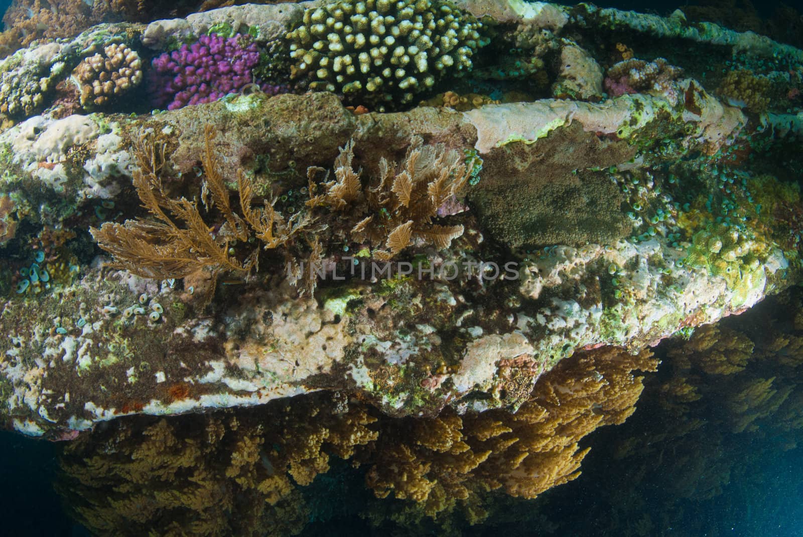 World War II shipwreck underwater in Bali