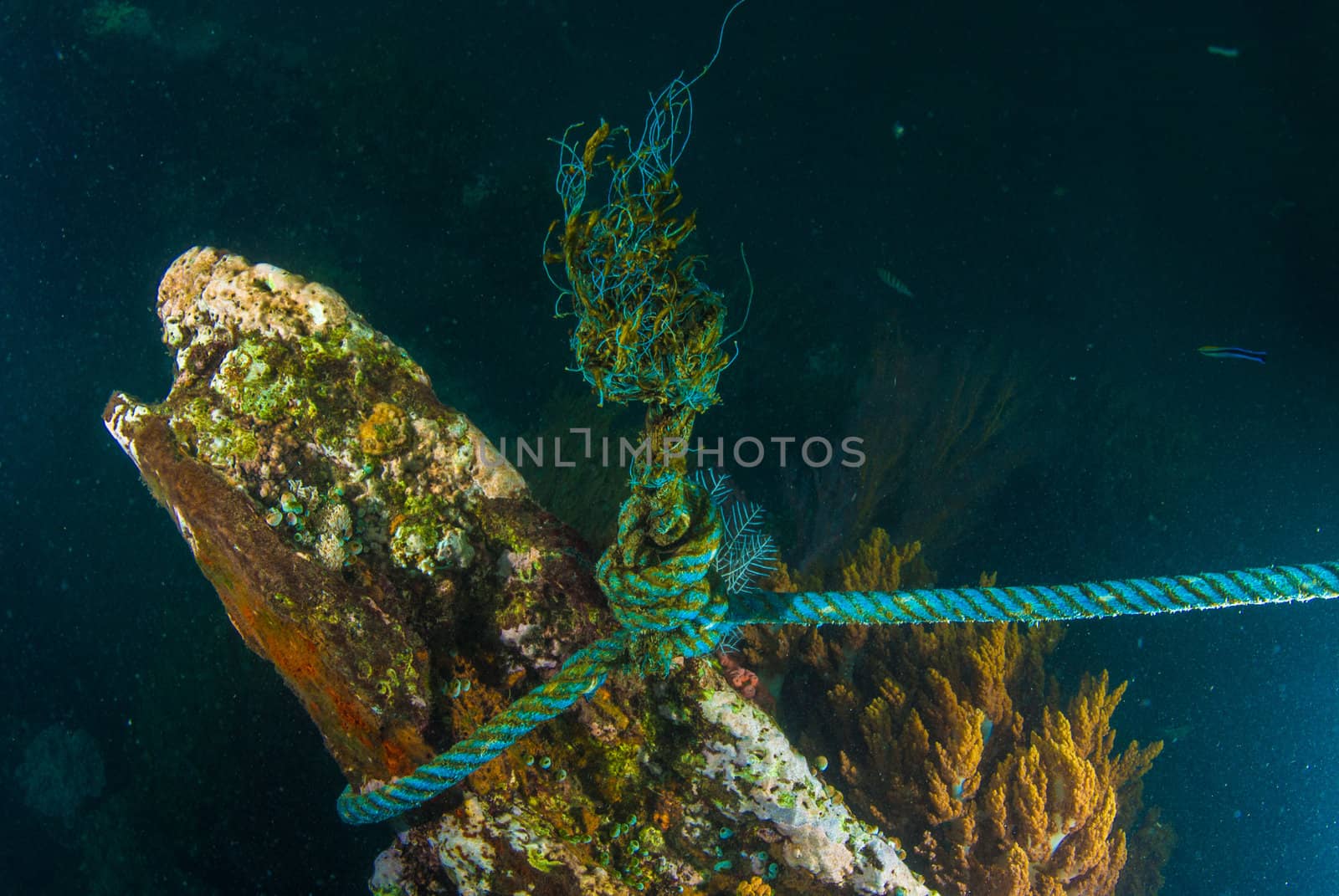 World War II shipwreck underwater in Bali