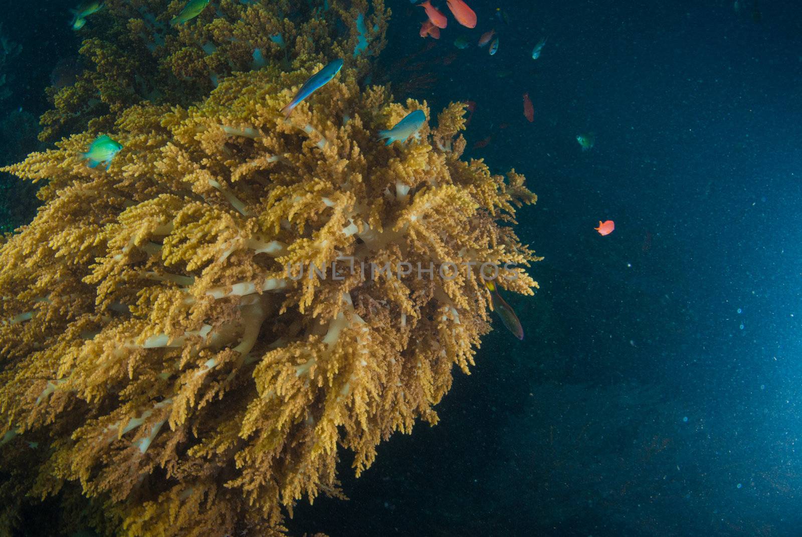 Underwater coral, fish, and plants Bali, Indonesia