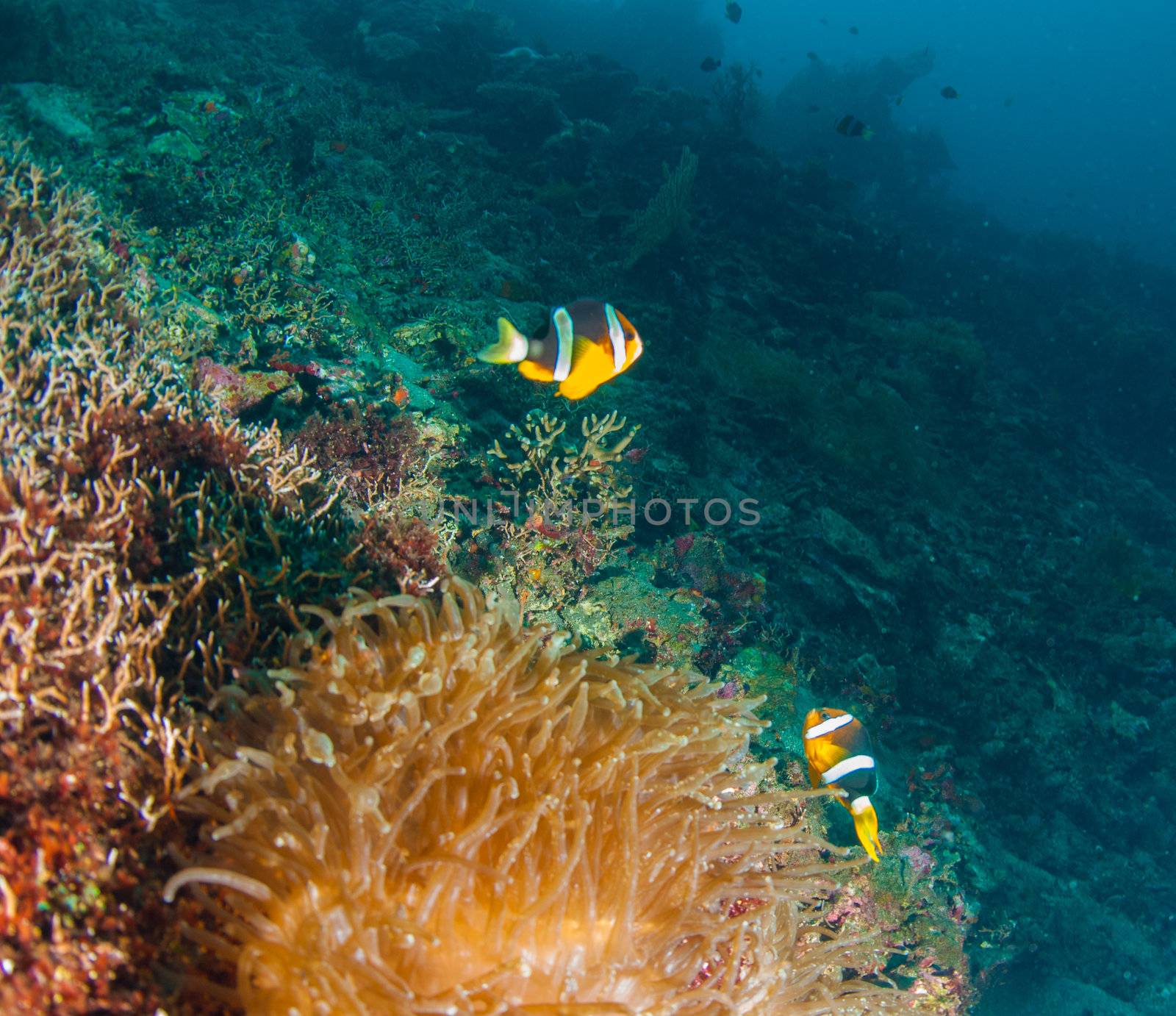 Branching anemone (Lebrunia danae) and Allard's clownfish (Amphiprion allardi)