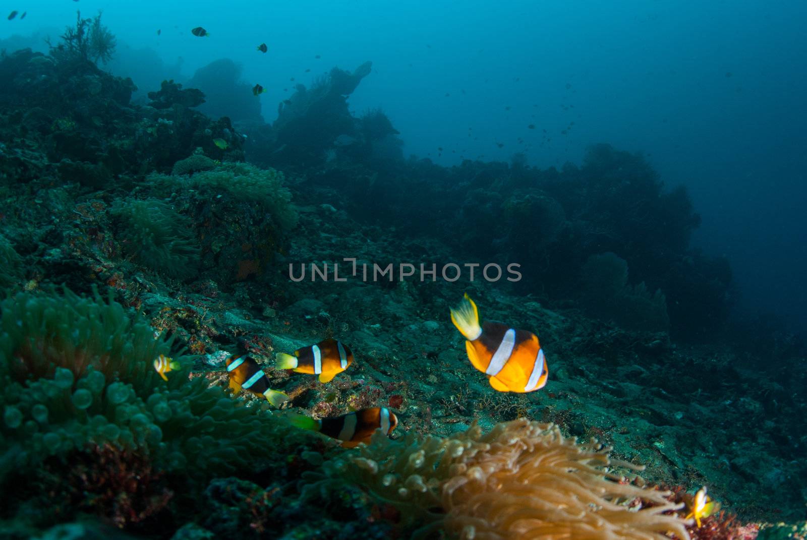 Branching anemone (Lebrunia danae) and Allard's clownfish (Amphiprion allardi)