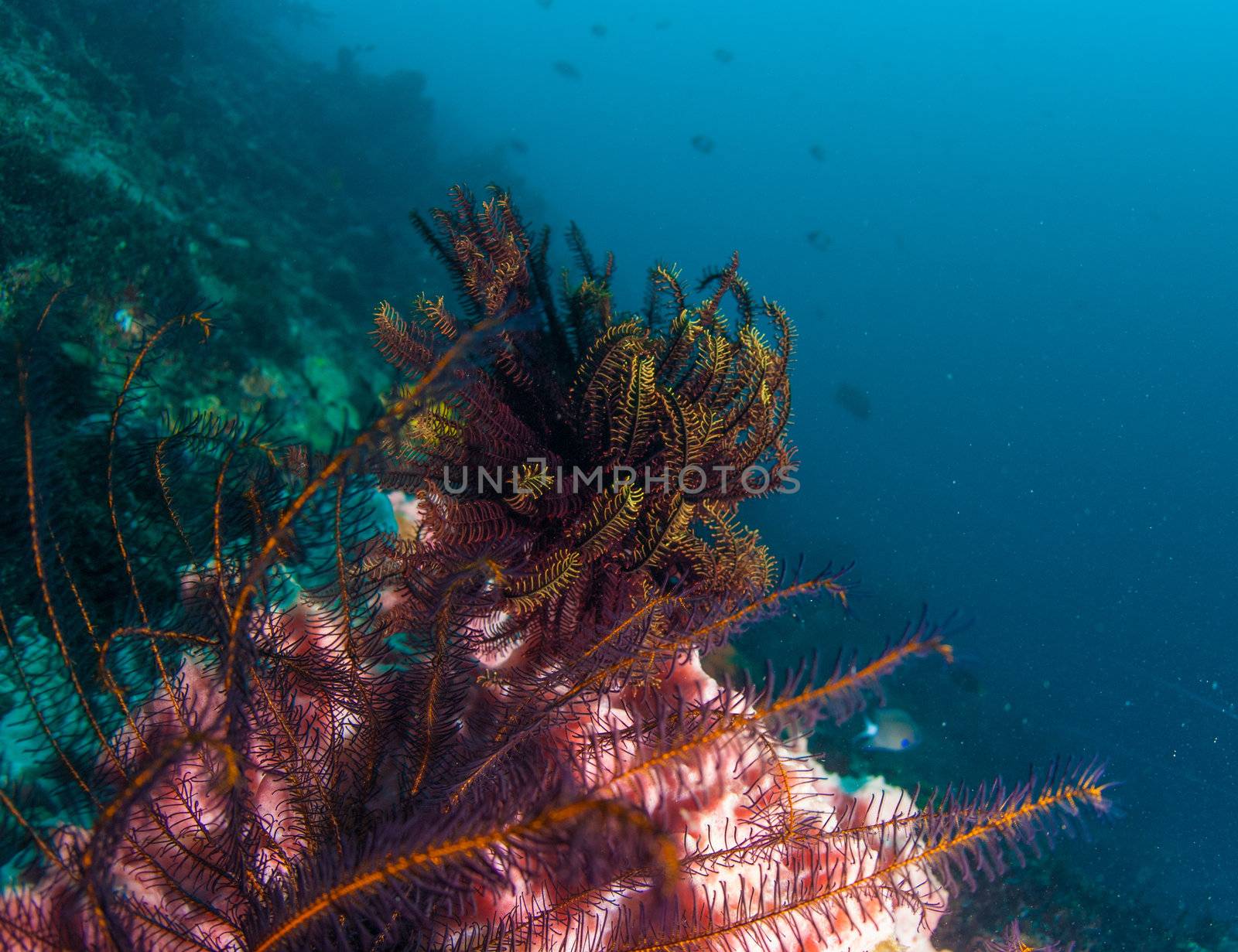 Underwater coral, fish, and plants in Bali by edan