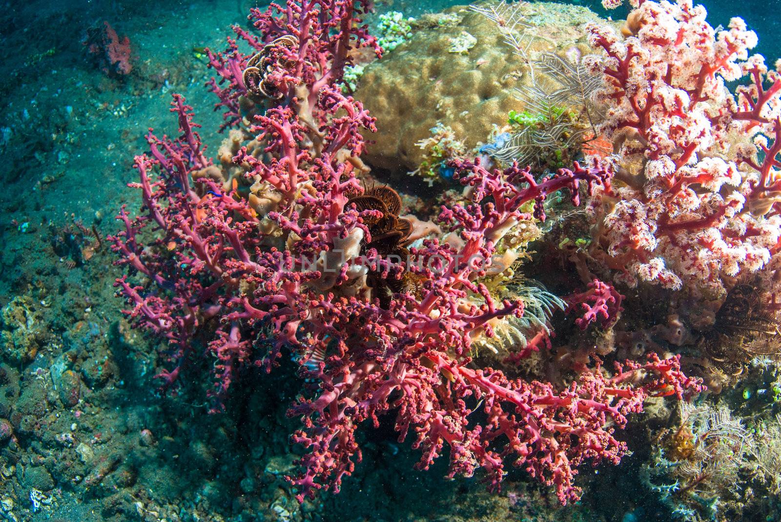 Underwater coral, fish, and plants in Bali by edan