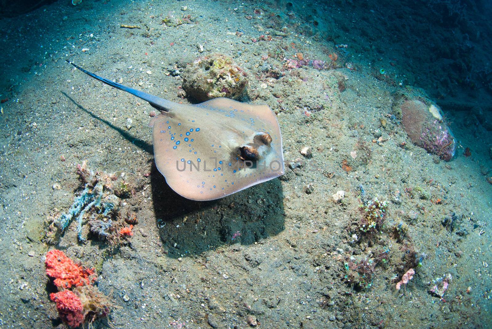 Blue spotted stingray by edan