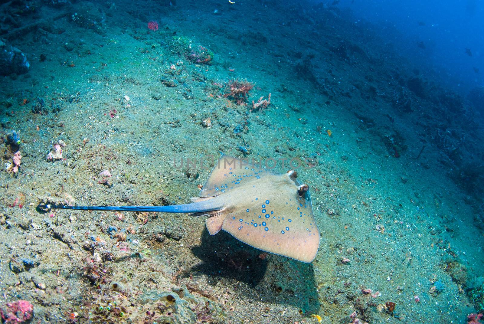 Blue spotted stingray by edan