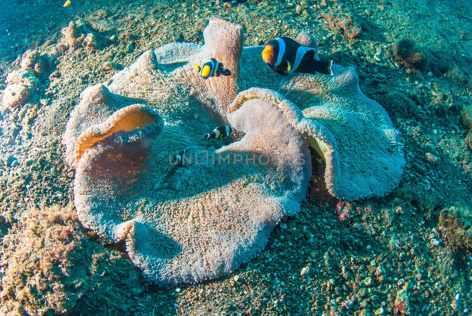 Sebae clownfish (Amphiprion sebae) swimming over coral, Bali