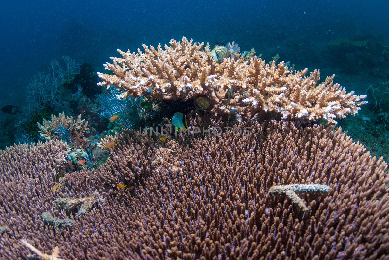 Large Acropora coral colony off Bali, Indonesia