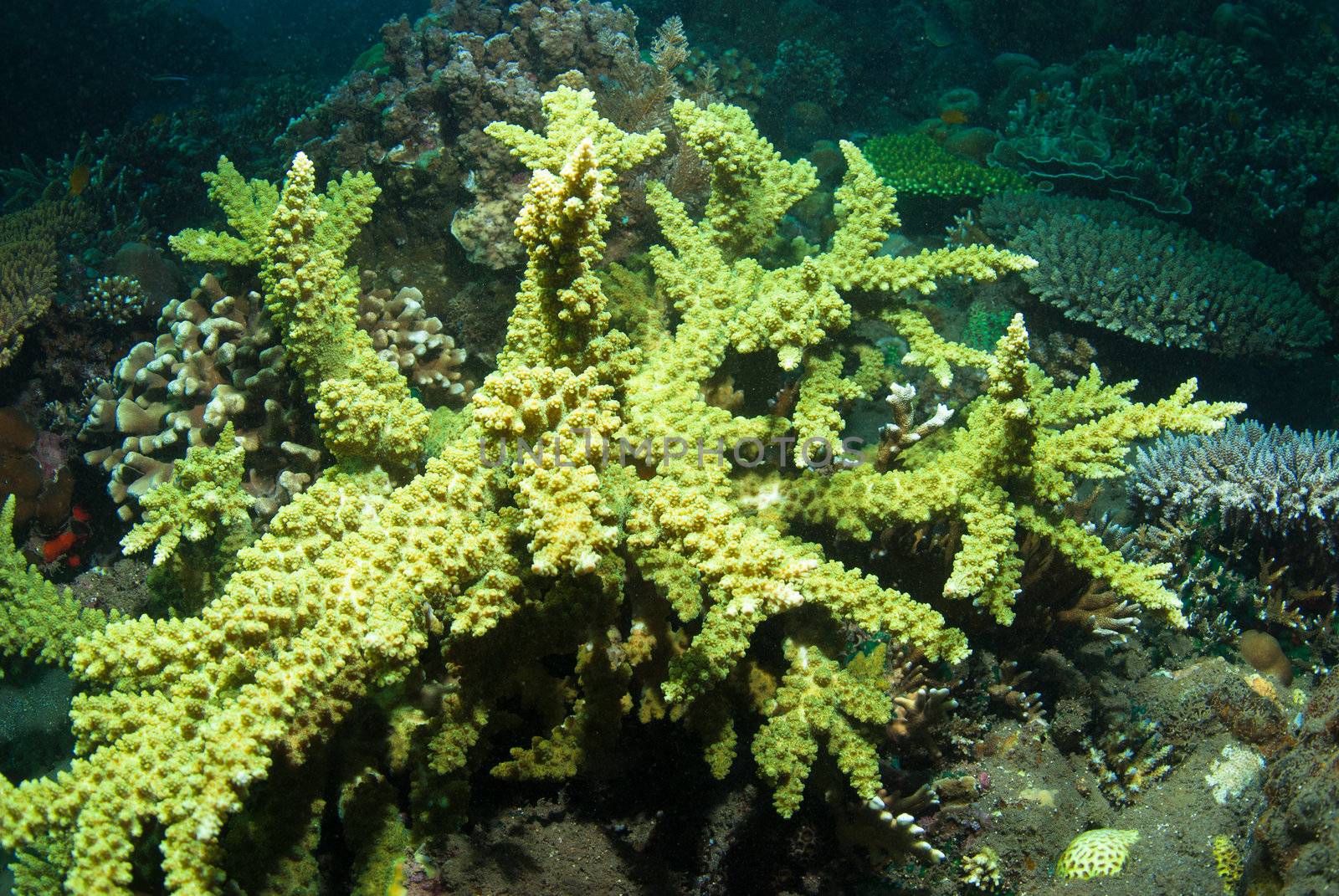 Acropora yongei coral, Bali by edan