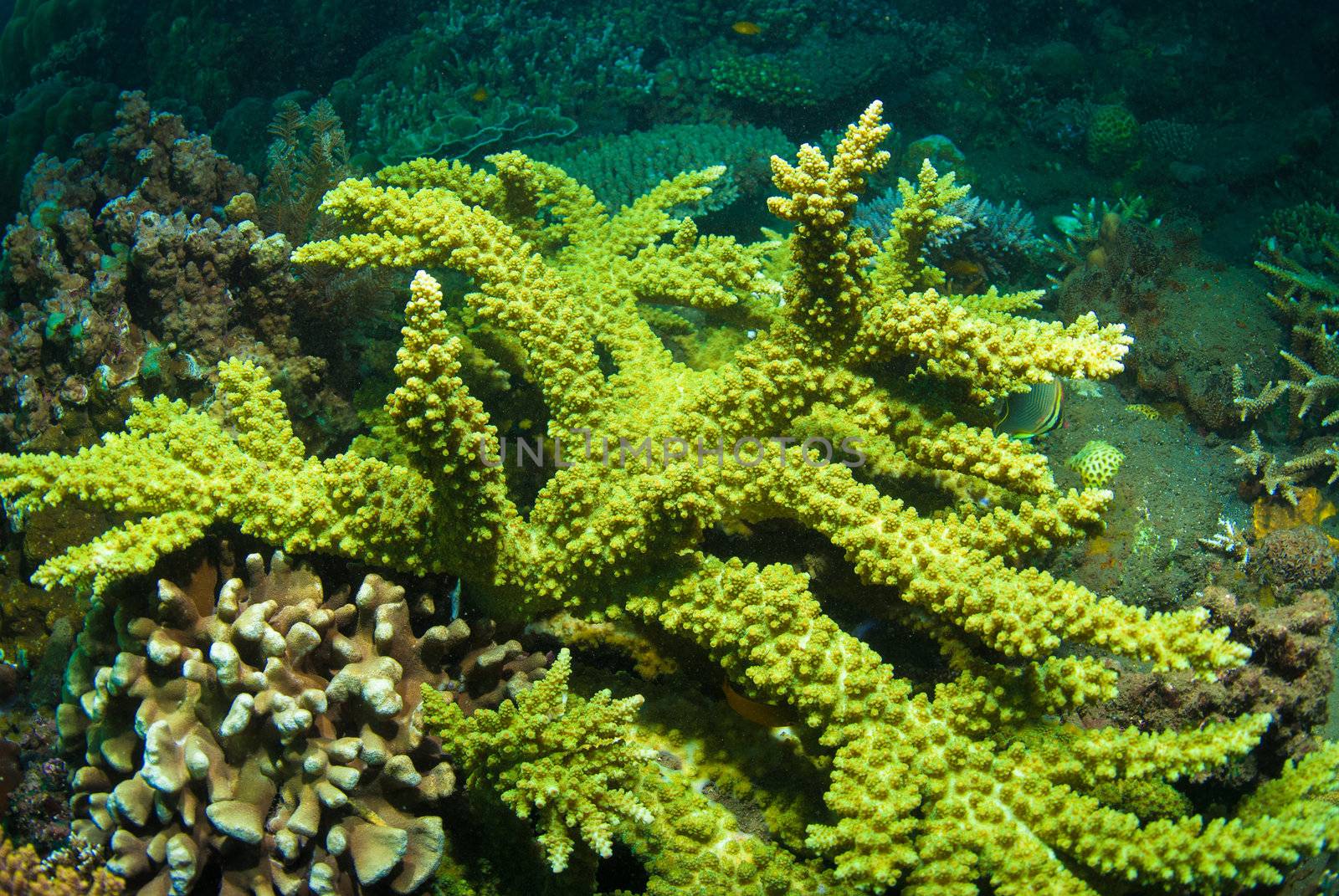 Large Acropora yongei coral colony, Bali, Indonesia