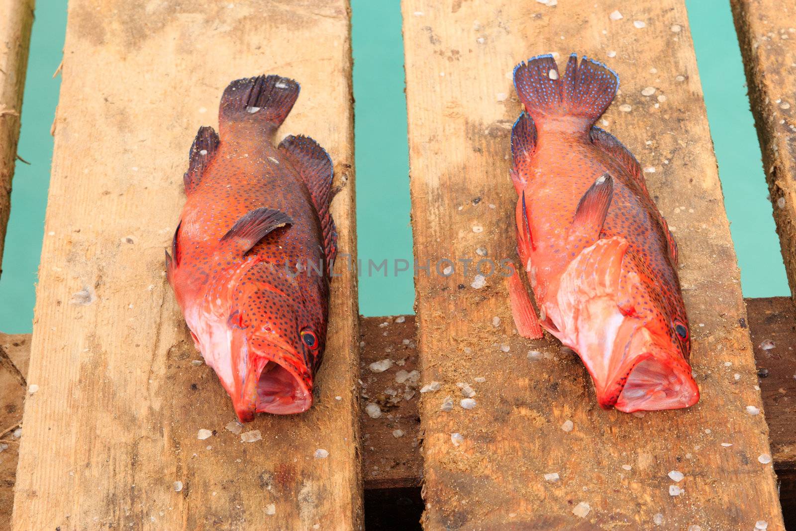 Fresh fish and fisherman in Santa Maria, Sal Island, Cape Verde africa