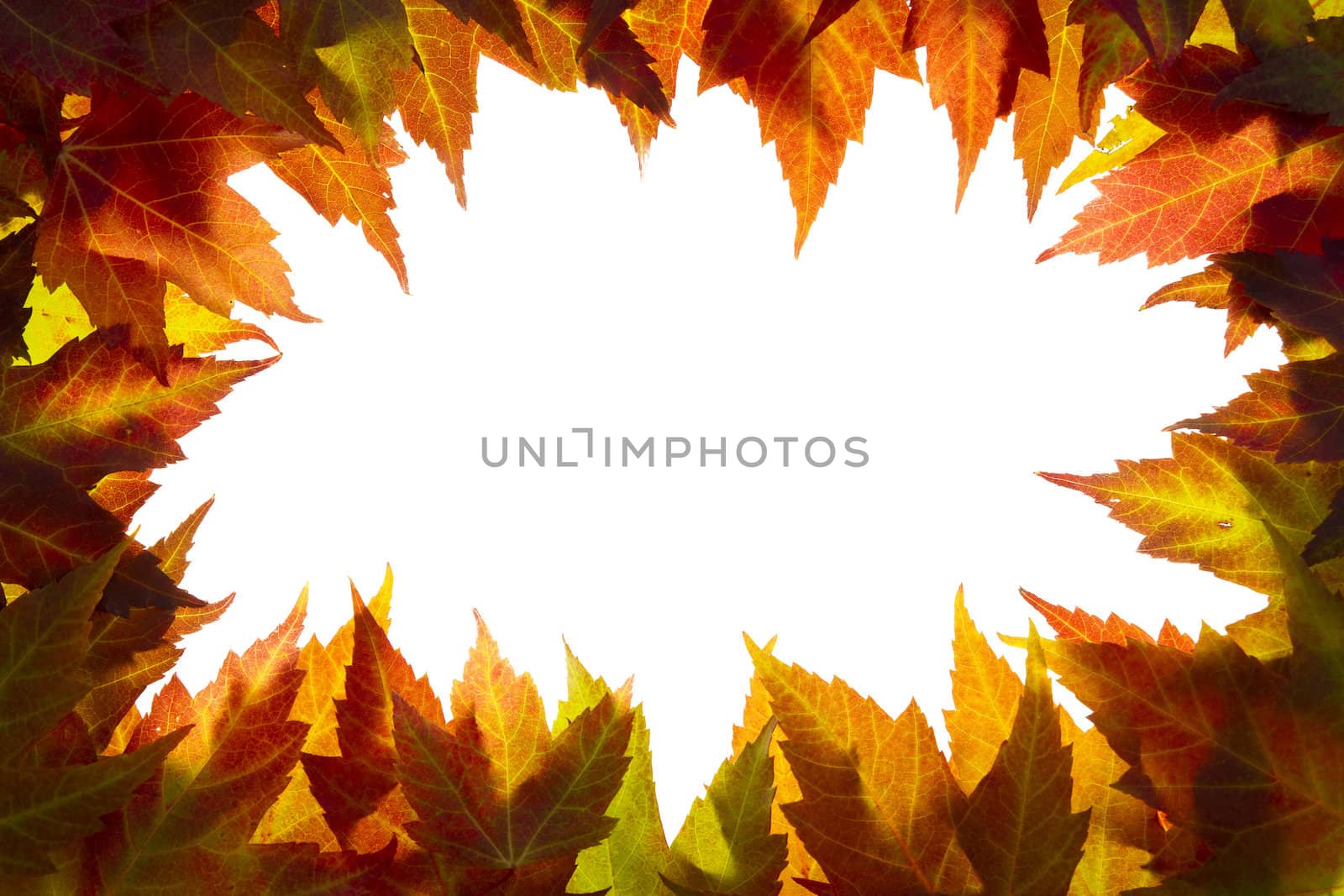 Fall Maple Leaves Border on White by jpldesigns