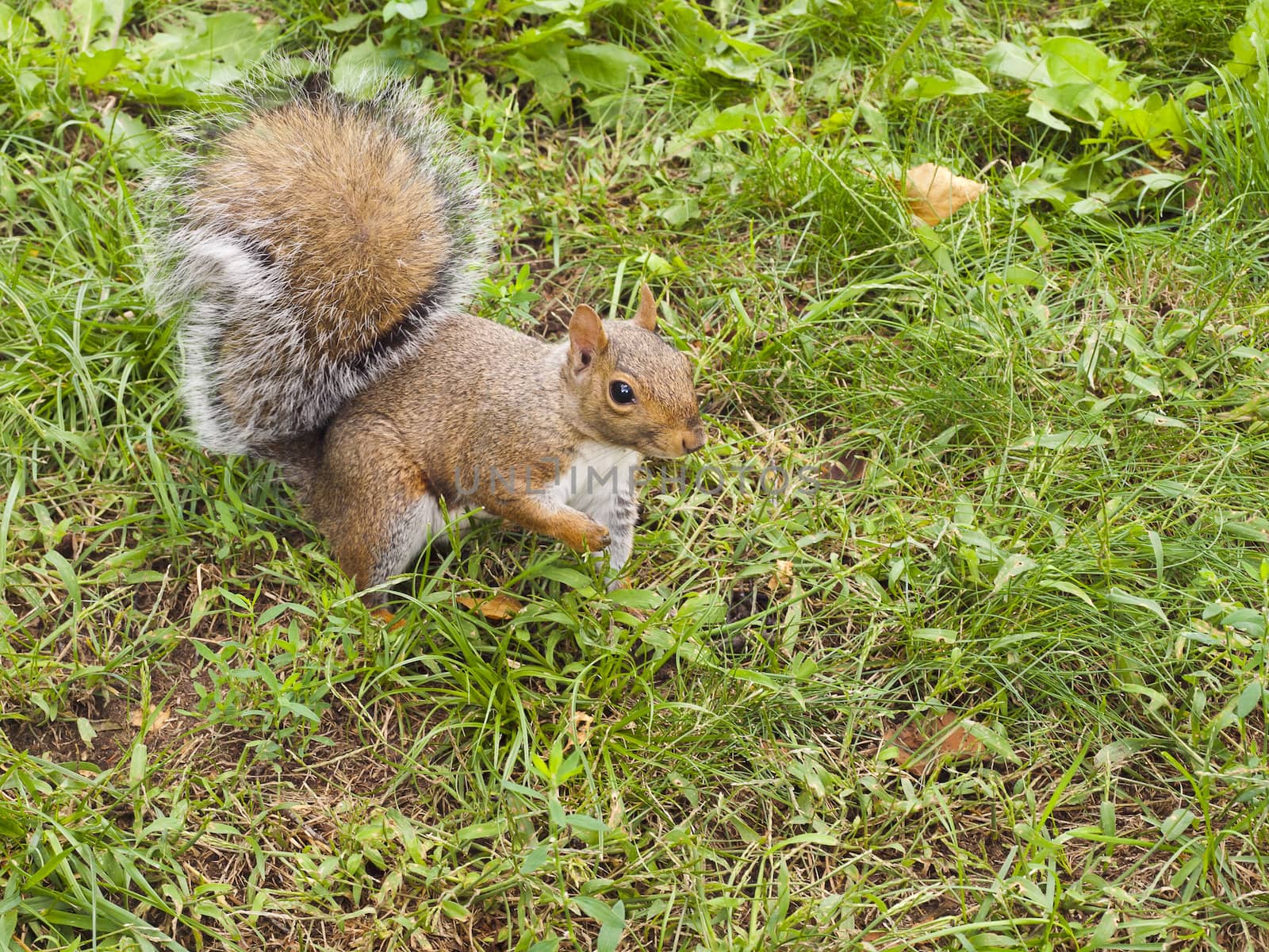 Wild animals. Squirrel sitting on the grass.