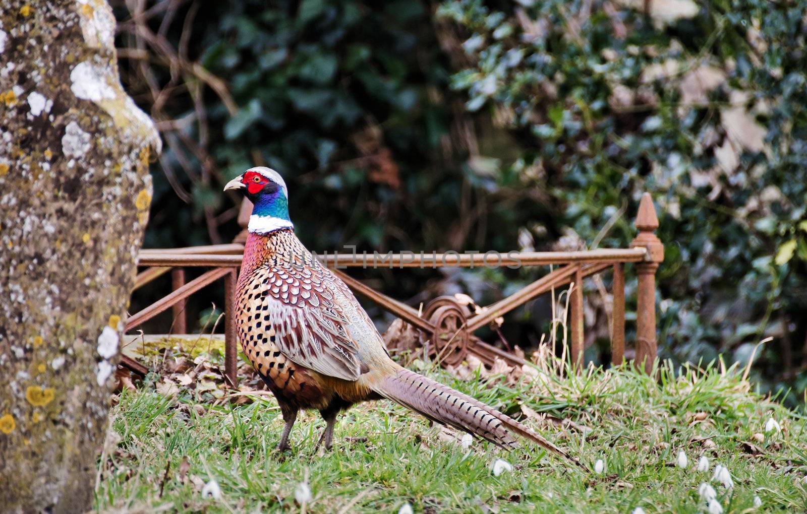 Male or Cock pheasant in a churchyard