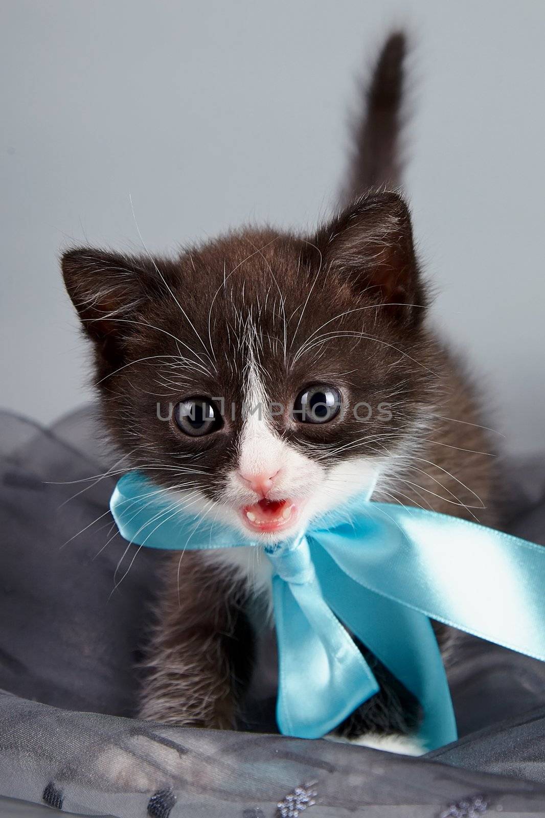 Small kitten with a blue bow on a gray background