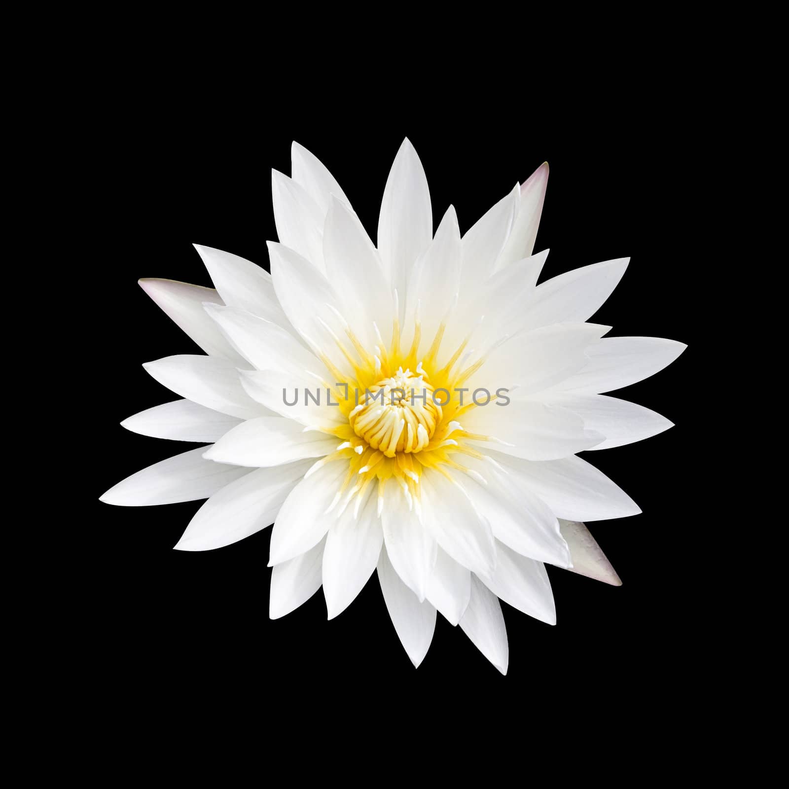 White lotus on a black background. White lotus with yellow pollen on a black background.