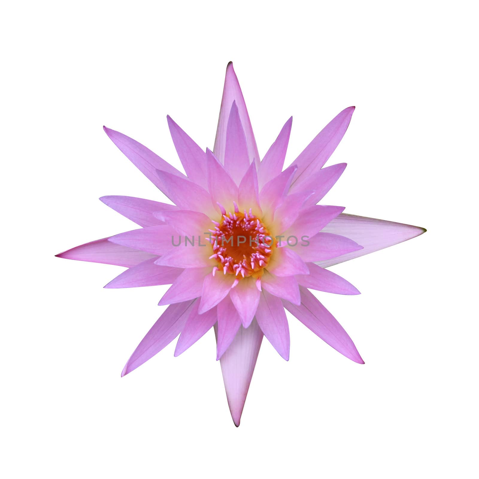 Pink lotus flower on a white background. For a background image.