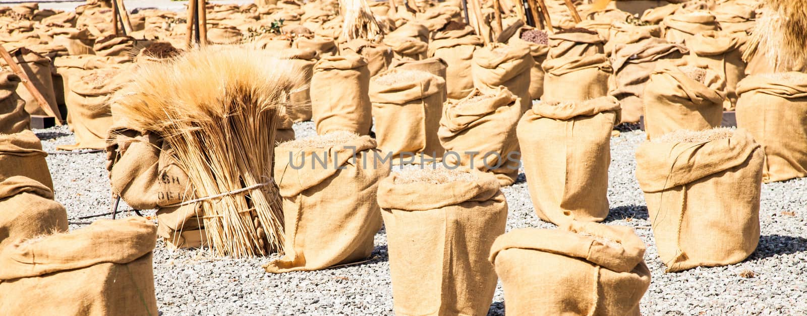 Wheat sacks during a sunny day in a warm  summer season