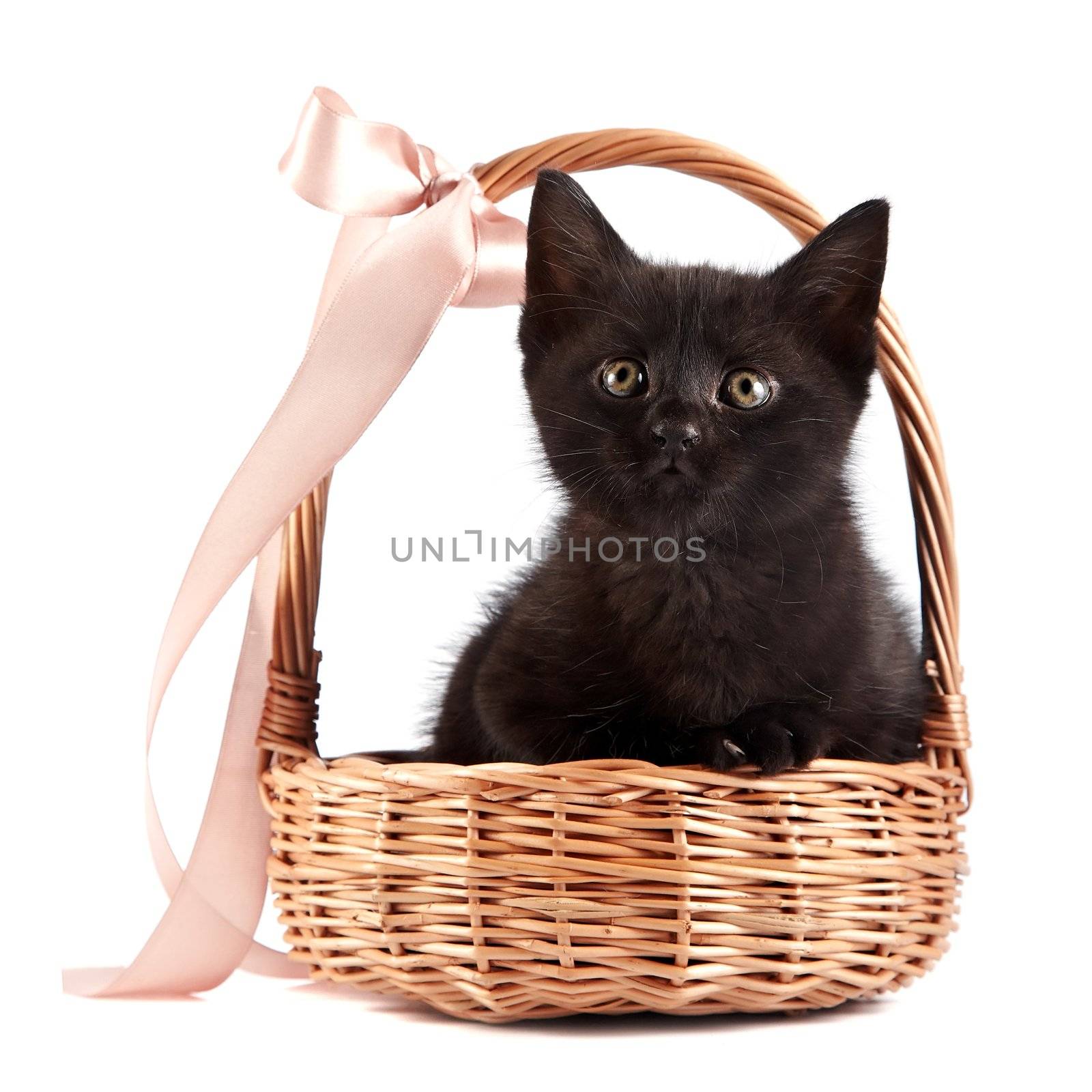 Black kitten in a wattled basket with a ribbon by Azaliya
