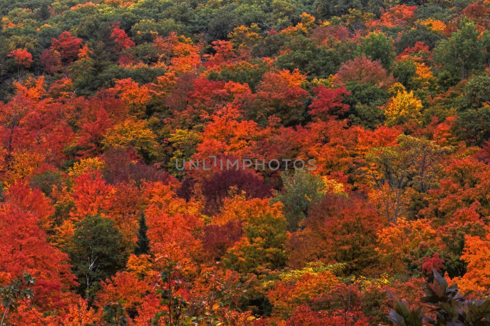 Colorful leaves of a maple tree in the fall at Gatineau Park