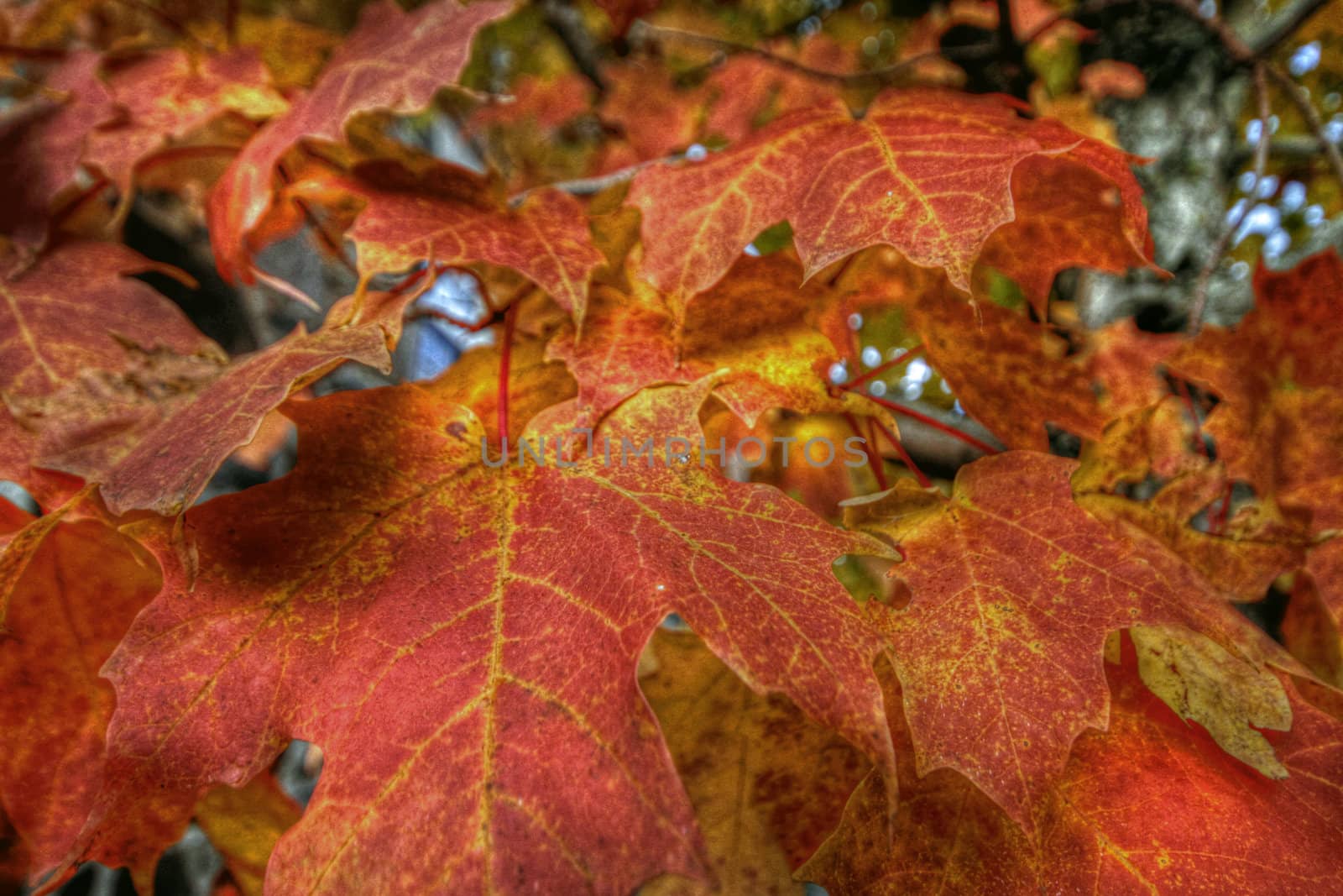 Colorful fall maple leaves viewed close up