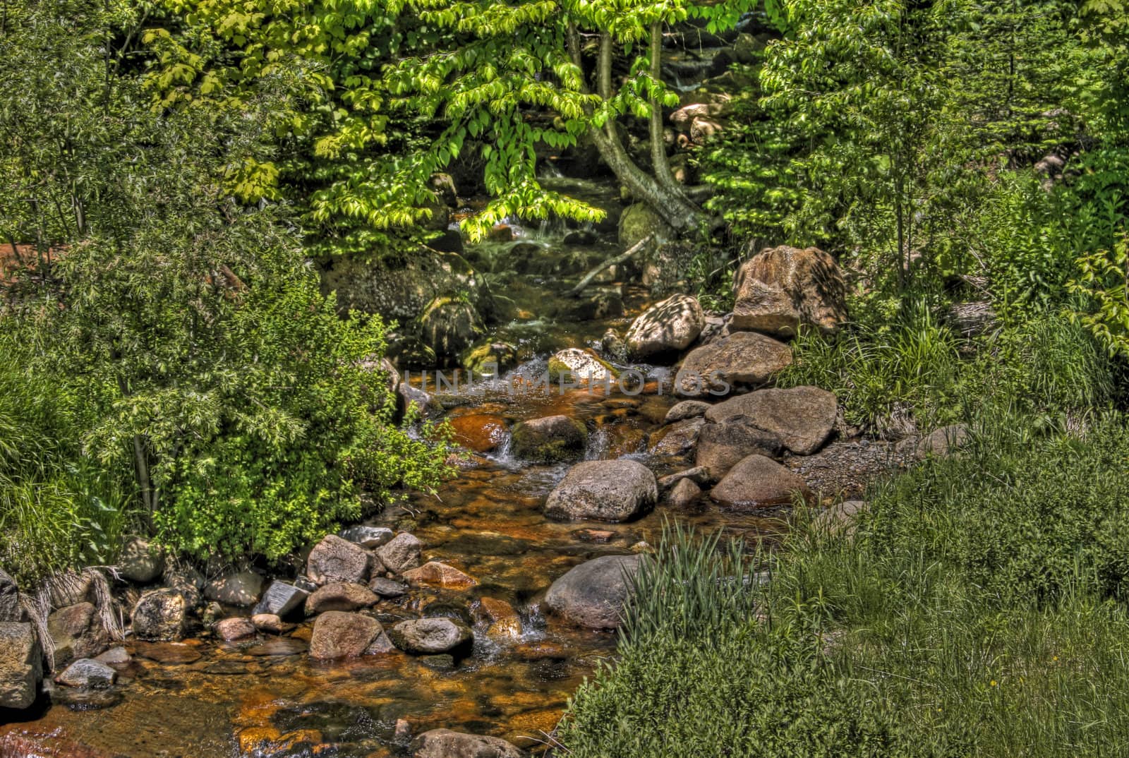 Creek flowing through a forest with rocks and moss