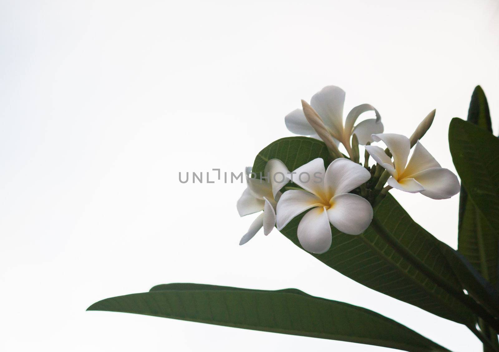 white and yellow frangipani flowers with leaves background