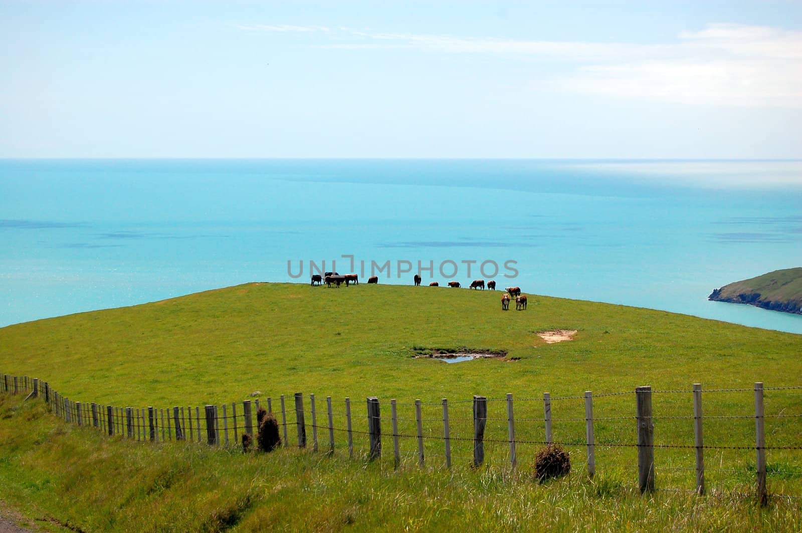 Cows behind farm fence sea view, Banks Peninsula, New Zealand