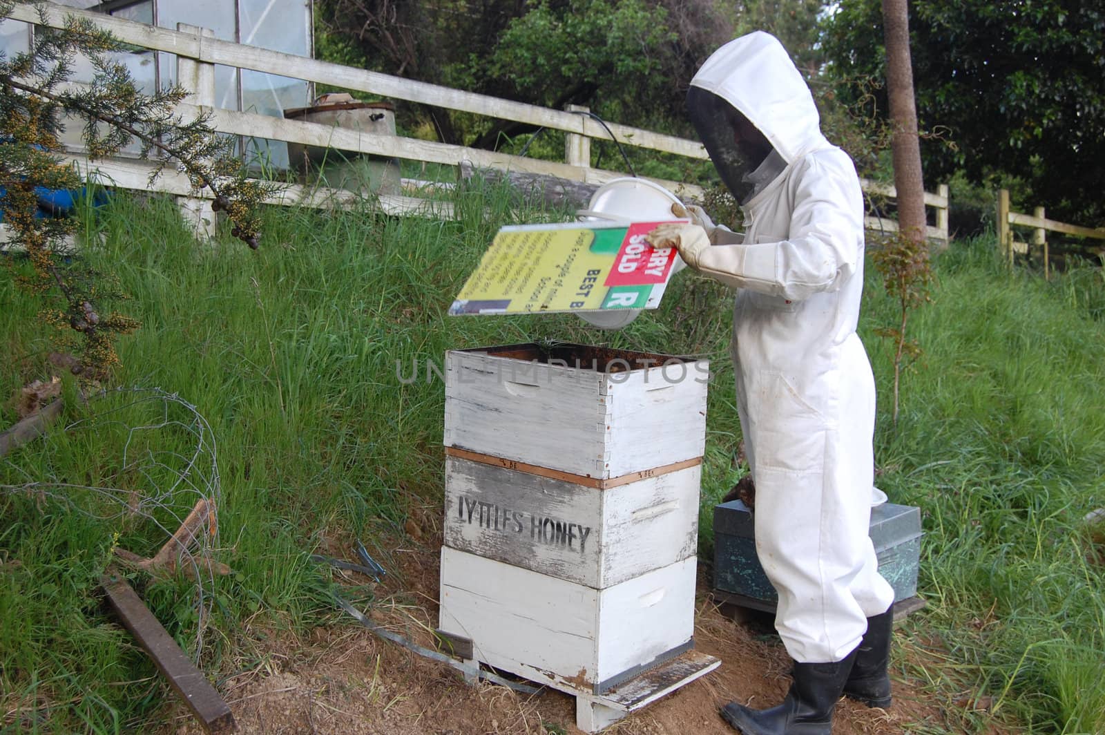 Man working with beehive, Banks Peninsula, New Zealand