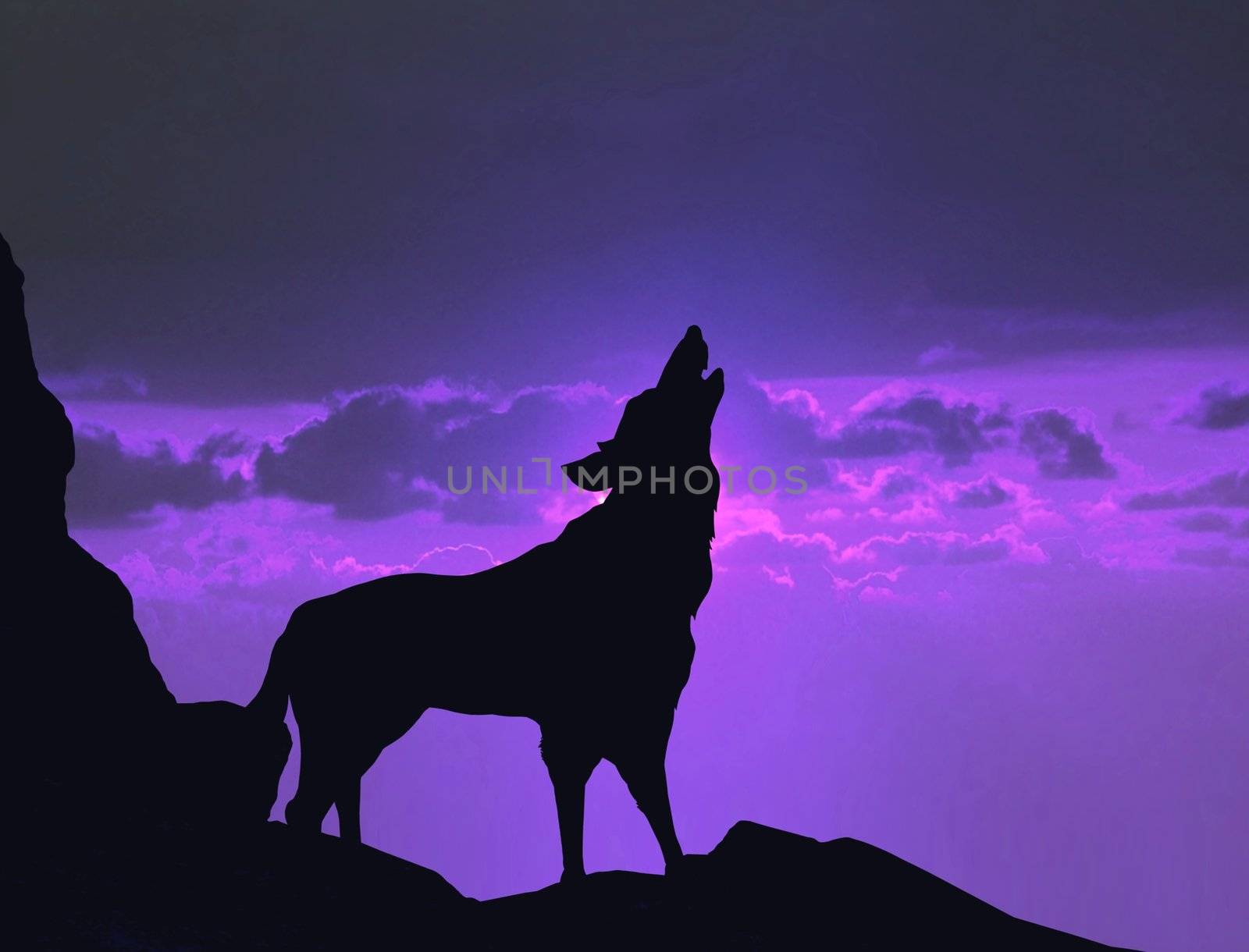 wolf howling