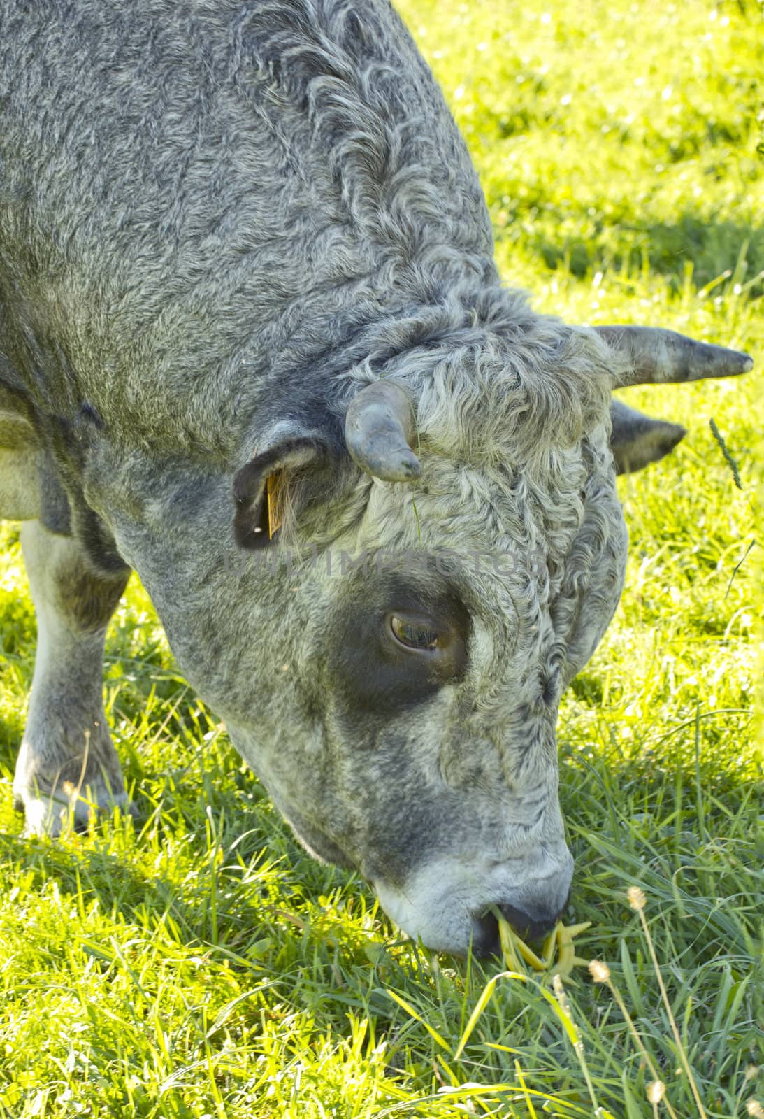 Portrait of a gray big ox eating the grass